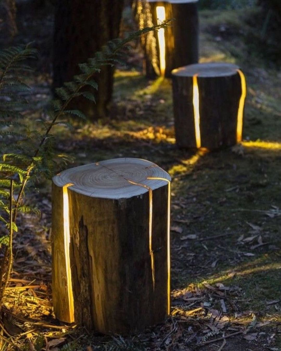 Enchanting Illuminated Tree Stumps in a Forest