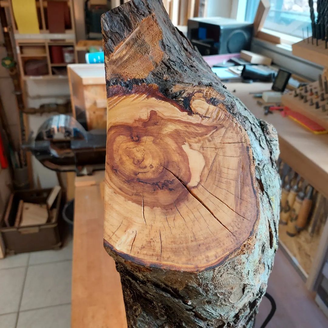 A cross-section of a log with intricate wood patterns displaying rings and rich textures